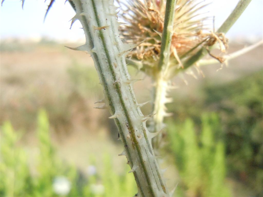 Dipsacus fullonum